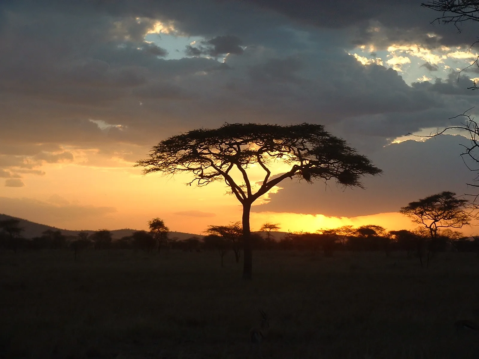 Shots & Immunizations