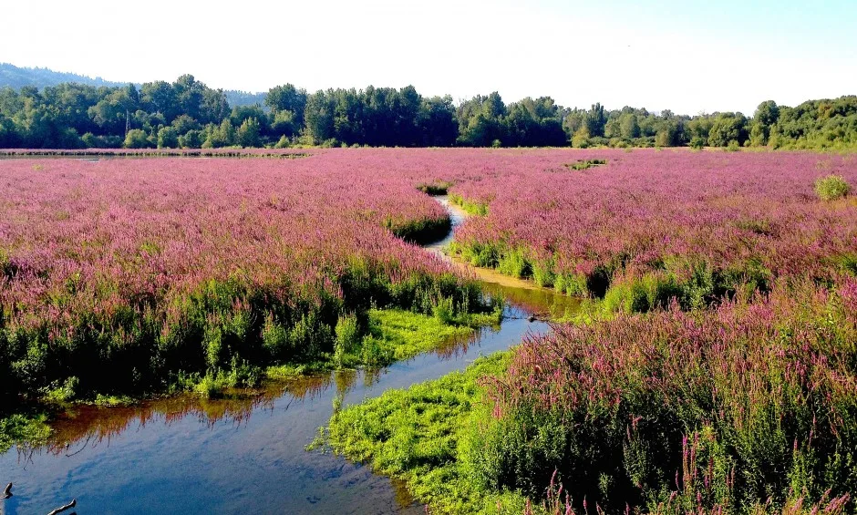 The Budget Continues…