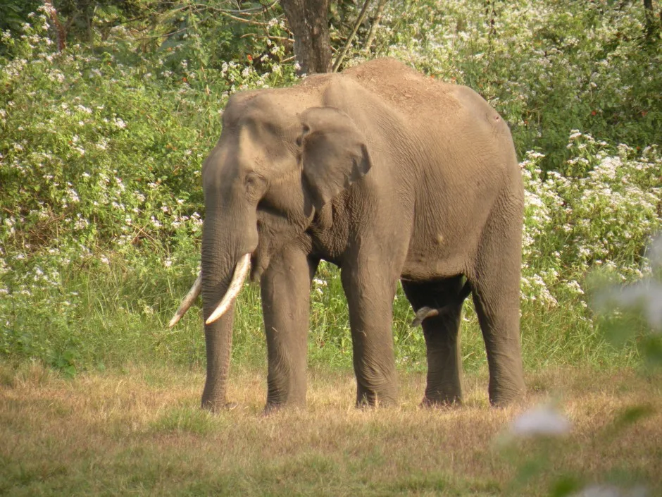 Elephants and Onward