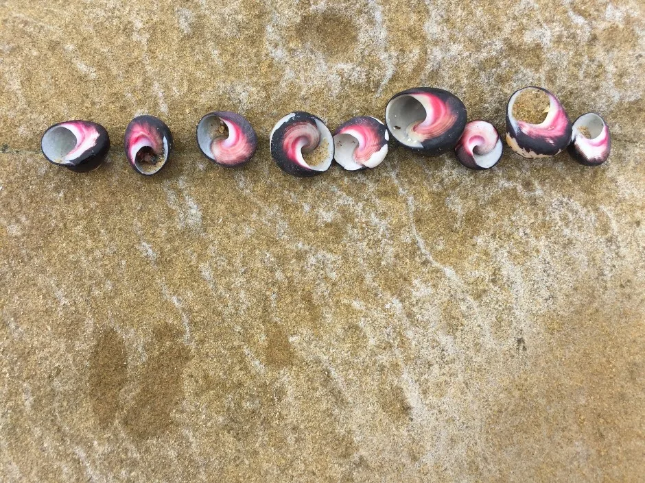 From the Wild Coast to Wild Animals