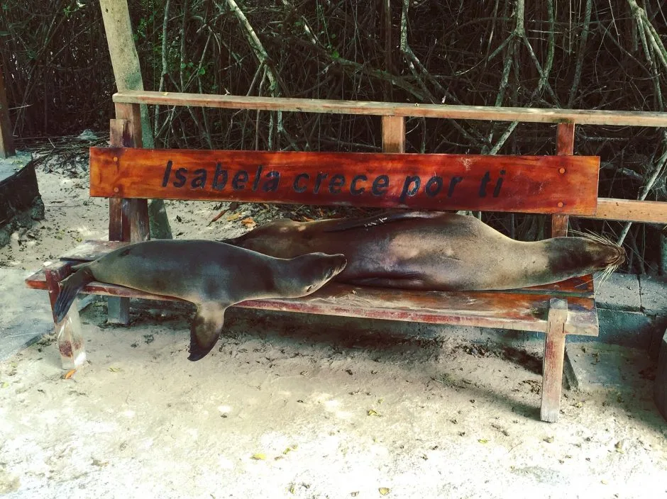 Galapagos – Isabela