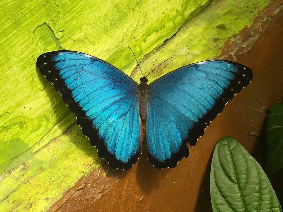 Butterflies and Birds in Mindo